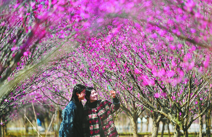 “皖美春色”关不住 “花茶味市”待客来