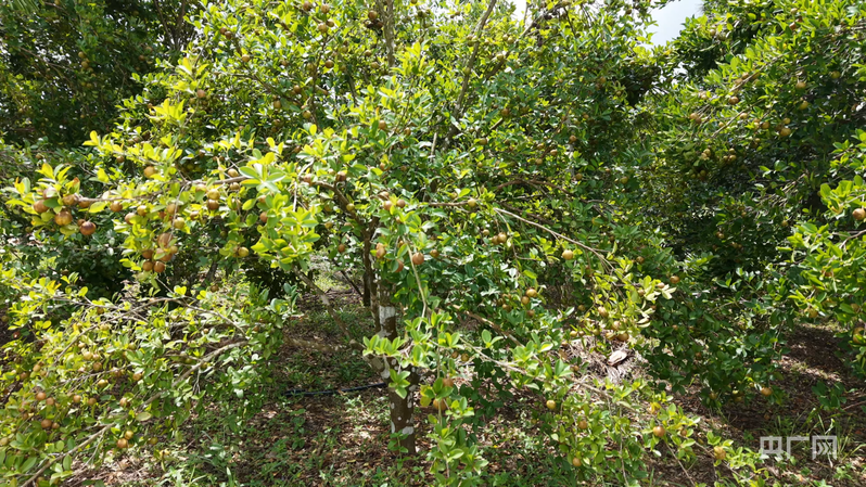 远山的回响丨远山新绿 白沙雨林的“两山”答卷