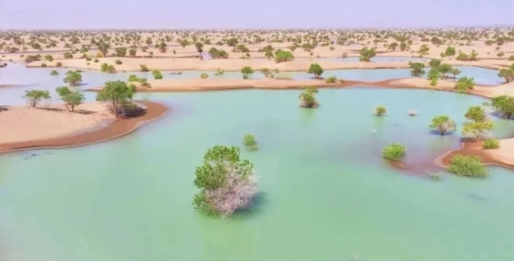 生态输水绘奇观：塔克拉玛干沙漠“飞”出金凤凰