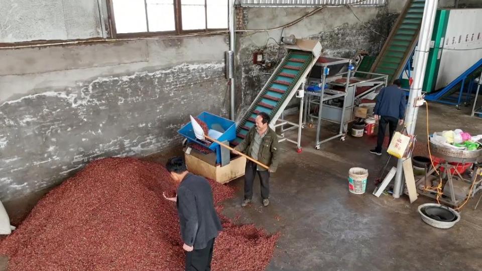 新华视点｜特色农业挖潜力 丰收喜悦满田间