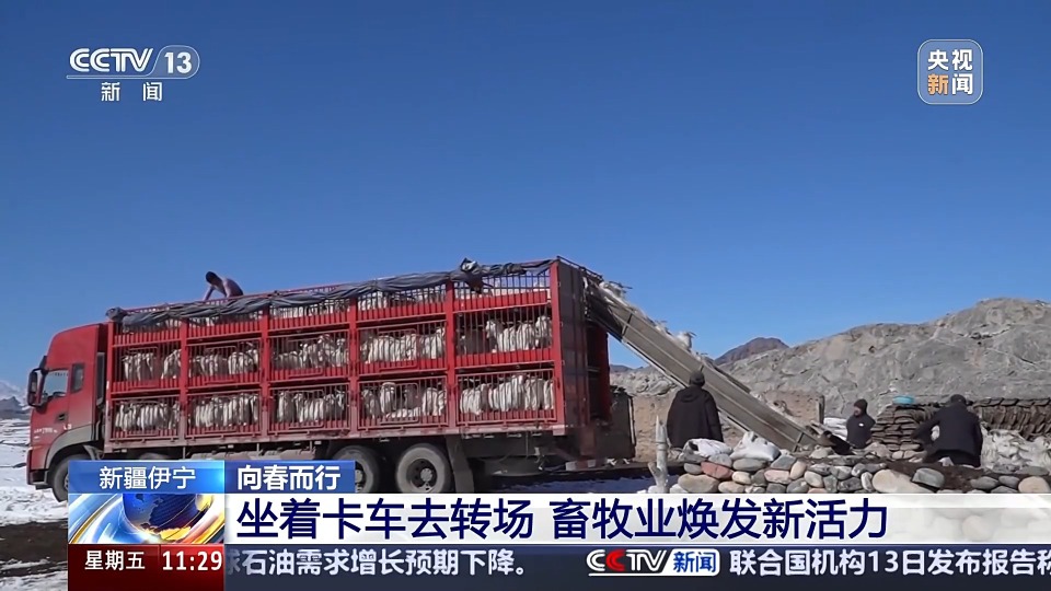 前方到站春牧场 牛羊坐卡车转场 每张“车票”补贴10元