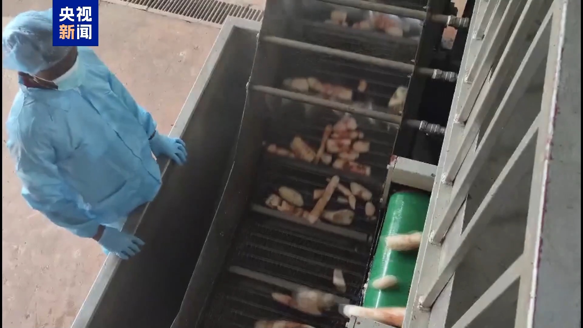 记者Vlog丨奶茶里的珍珠 刚果民众的主食 这种粮食作物了解一下→