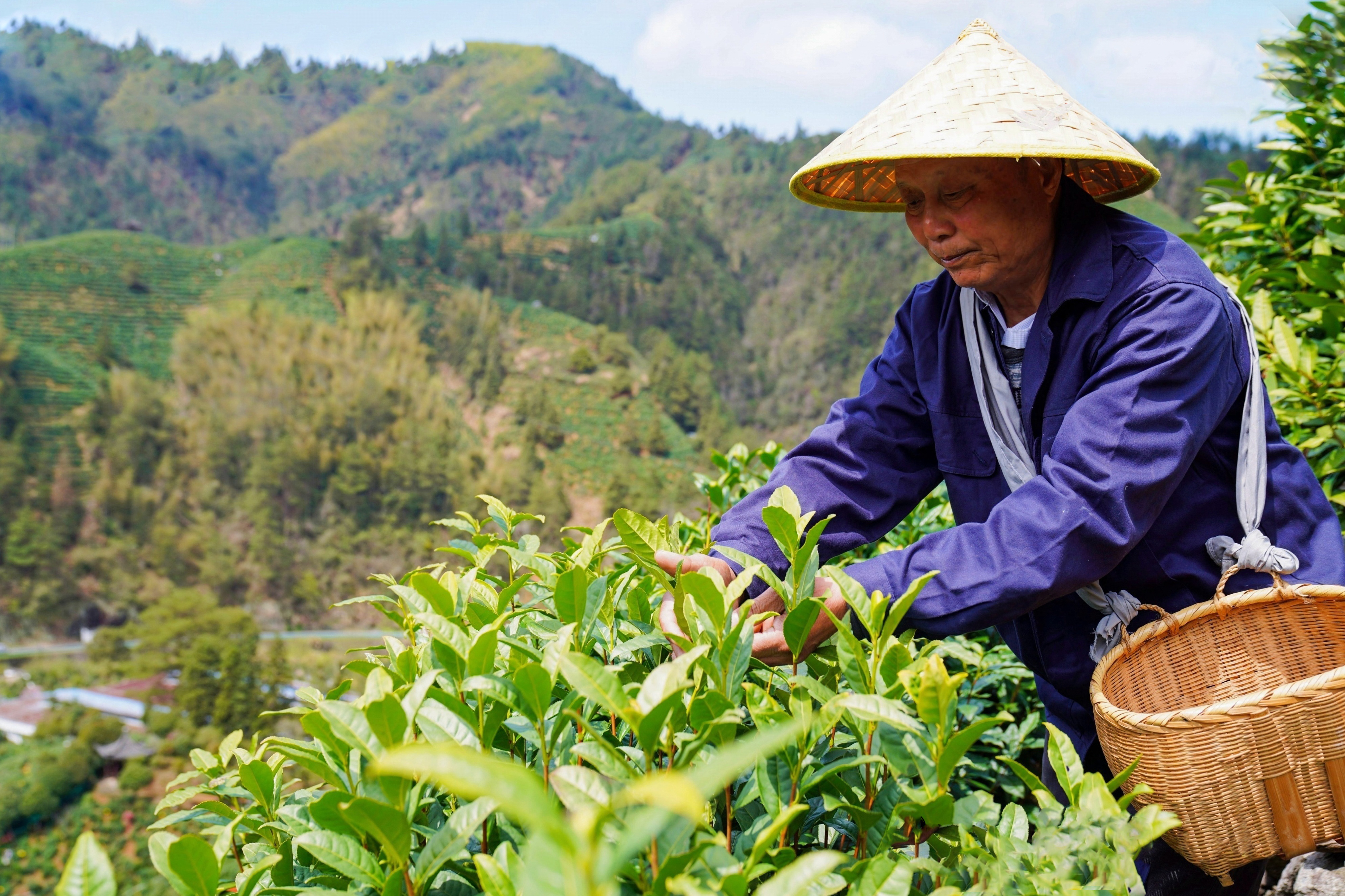 徽州区富溪乡：春茶采制正当时_fororder_31