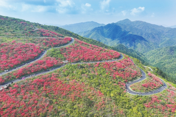 阳明山十万亩野生杜鹃花迎客_fororder_res03_attpic_brief