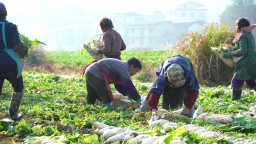 湖南衡阳县2100亩白萝卜喜获丰收