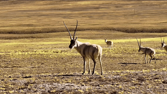 “高冷”经济看发展｜绿意攀高！海拔4000米之上的绿色革命