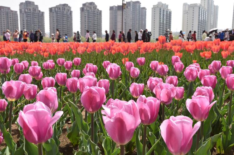 临夏永靖：全国文明城市创建 多年拼搏结硕果！_fororder_郁金香公园