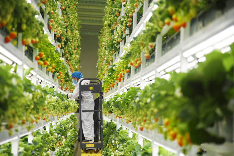 下一站沙特！“滨江造”AI植物工厂成功出海