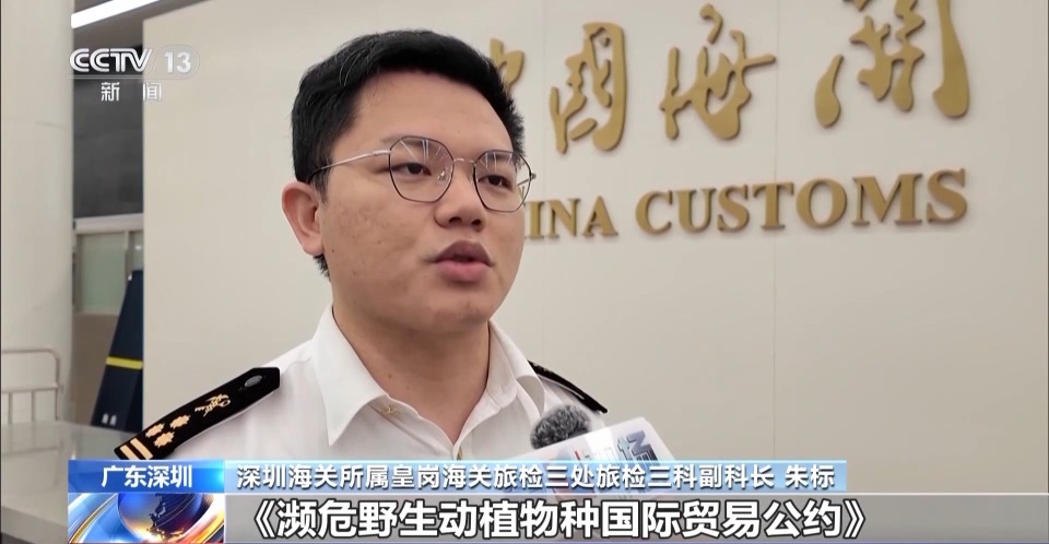 旅客身藏30只活体陆龟进境被海关查获
