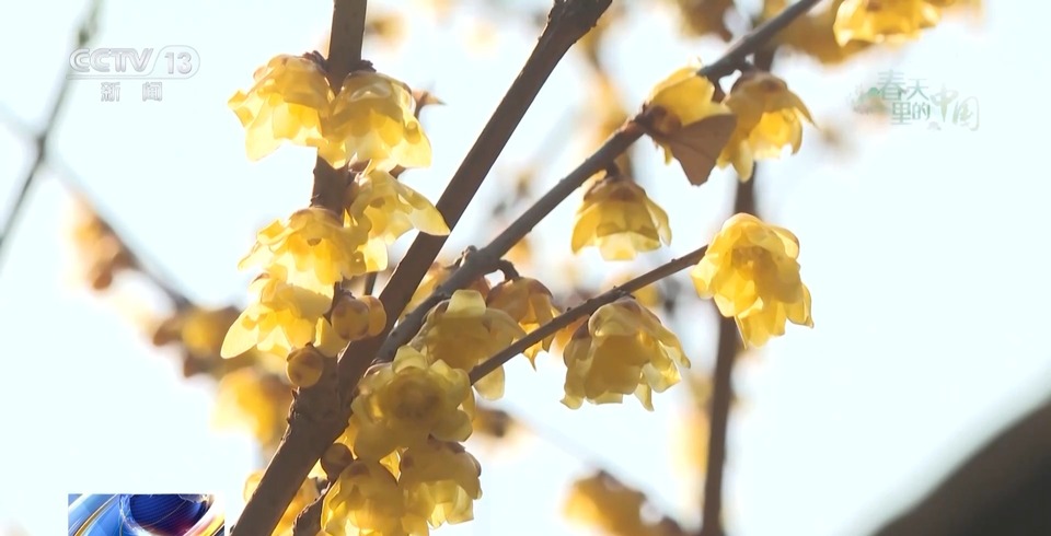 蜡梅和古建筑适配度拉满！跟随记者镜头开启“赏梅”