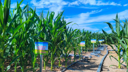 二十年深耕旱区 甘农团队以智慧灌溉解锁“滴水兴农”密码