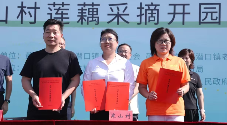 黄山市徽州区：“花开半夏 ‘藕’遇东山”莲藕采摘开园仪式成功举行_fororder_图片1