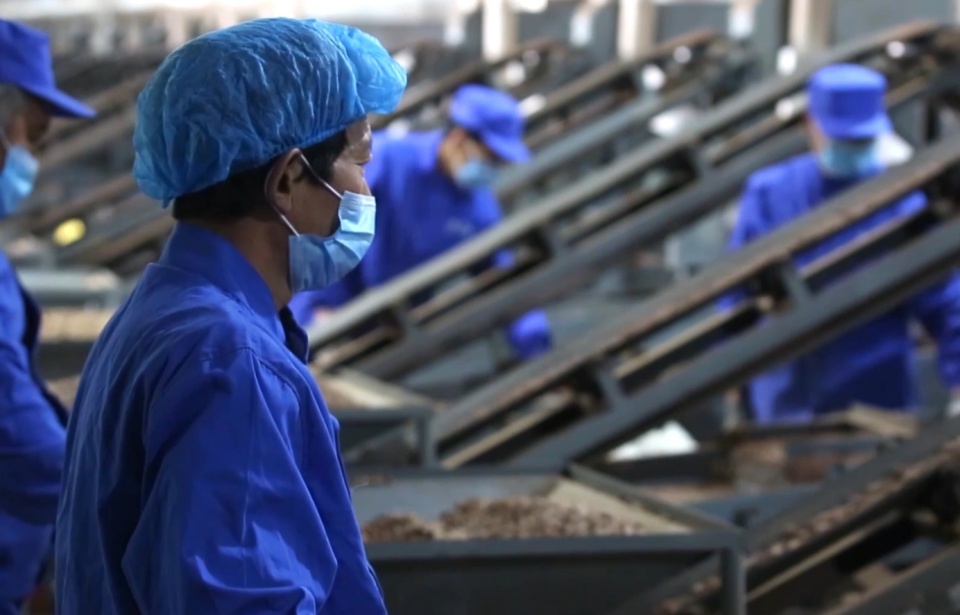 家门口的世界｜既不临江也不沿海，这座城市如何用小松子撬动全球大市场？