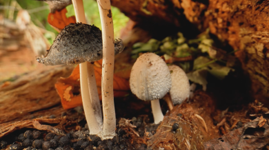 大兴安岭森林覆盖率94.78% 汗马保护区成为生物多样性保护“中国样板”