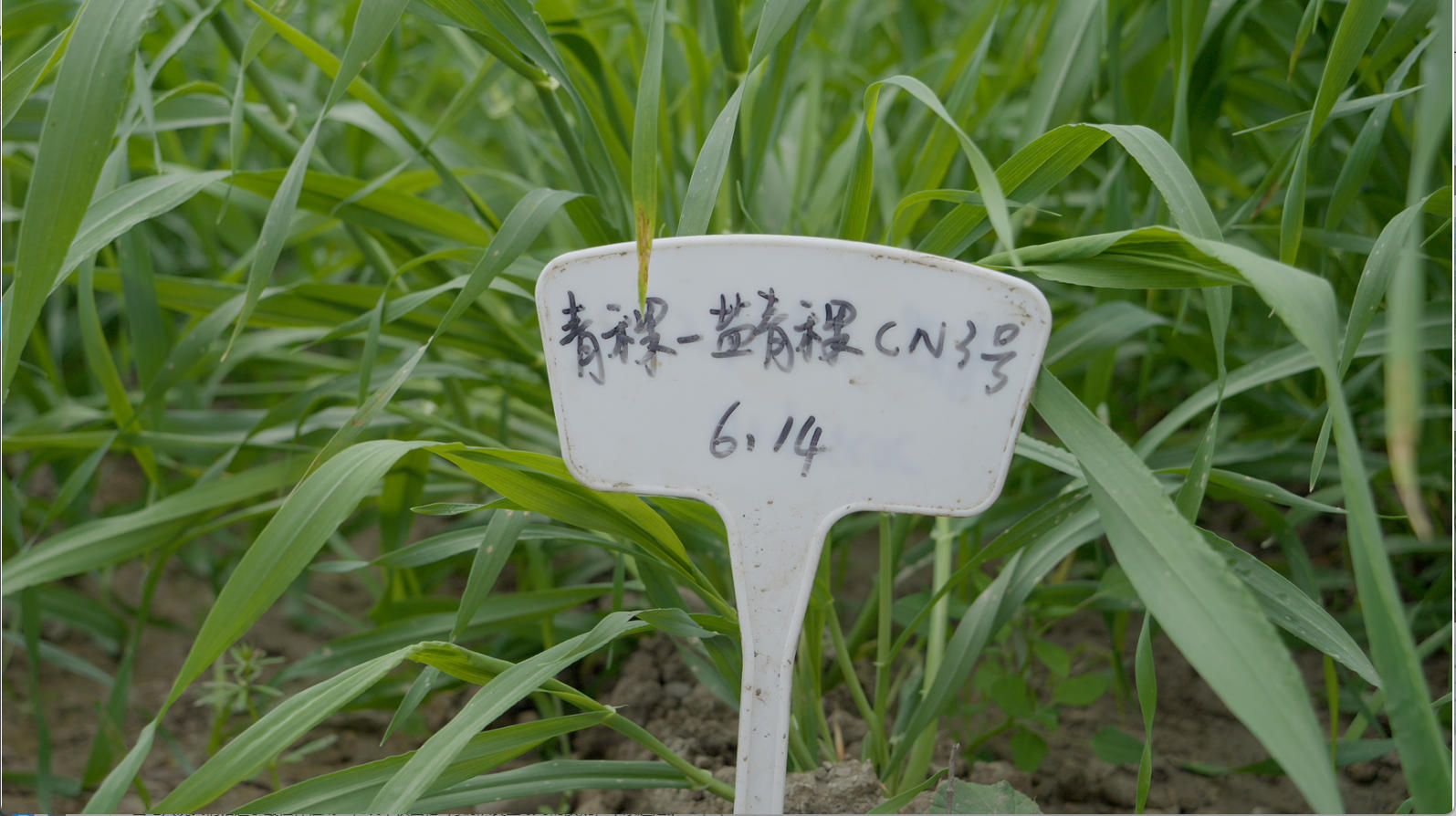 辉煌60年·我们的家园｜高原“旅客”上太空