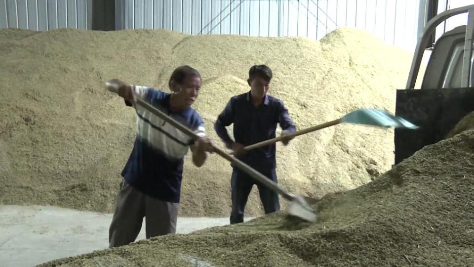 新华视点丨连阴雨袭扰秋收季 全国多地抢收保秋粮