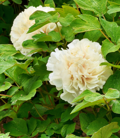 Over 3,000 Peonies in Full Bloom at Donghuan Park, Shijiazhuang