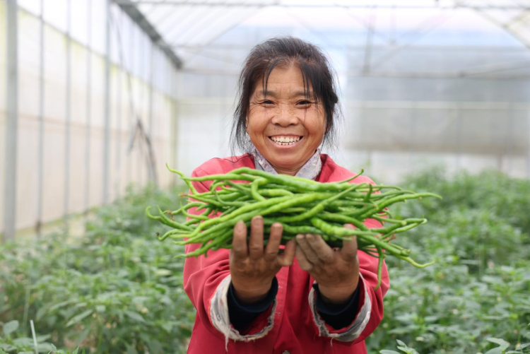 湖南衡山县秋延后辣椒批量上市_fororder_图片3