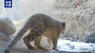 求偶热舞、猛兽撒糖、雨林遛娃……地球频道的动物顶流都在这→