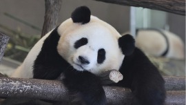 解构局丨旅日中国大熊猫回家！“萌实力”征服全球