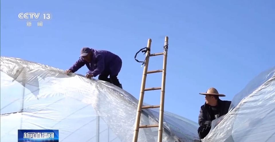 寒潮之下 淡水龙虾住进温室 香蕉穿上防寒袋