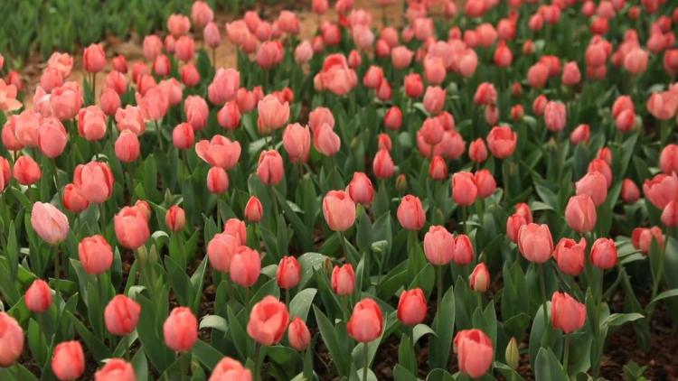 新华视点｜春日盛景赋能“花经济” 文旅融合焕发新活力