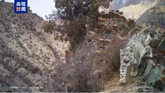 36万平方公里 我国首次完成区域大规模雪豹种群评估