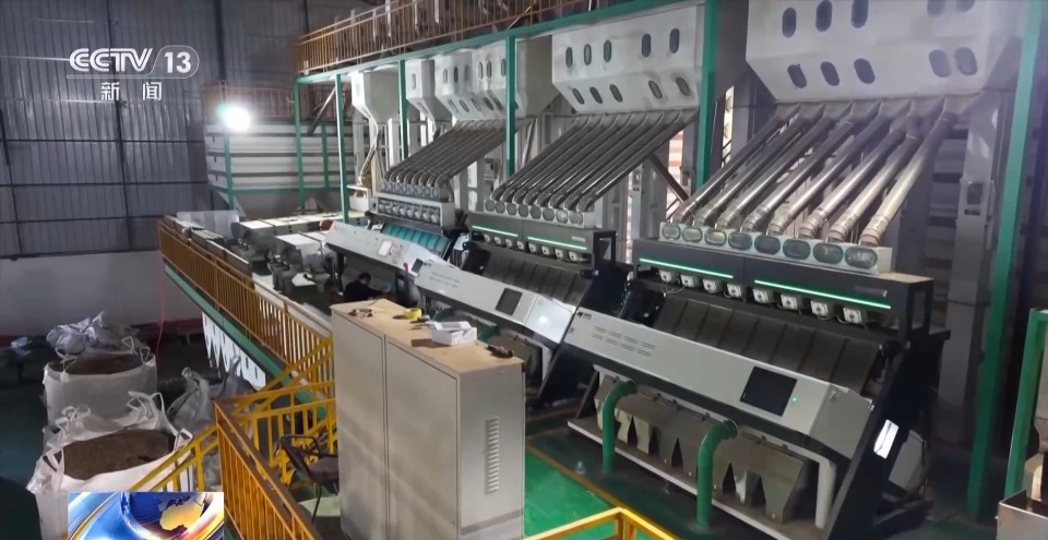 视频丨一粒豆一颗柑 中国味道饮品里藏着“绿色致富密码”