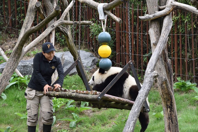 资讯有故事｜旅比大熊猫的饲养员刘洋：“我对它们产生了情感上的依赖和羁绊”