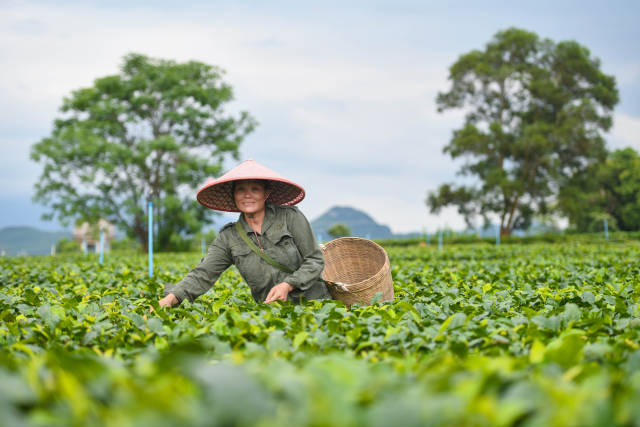 文化中国行·白露 | 蒹葭苍苍露凝白，雁归岭南柚飘香