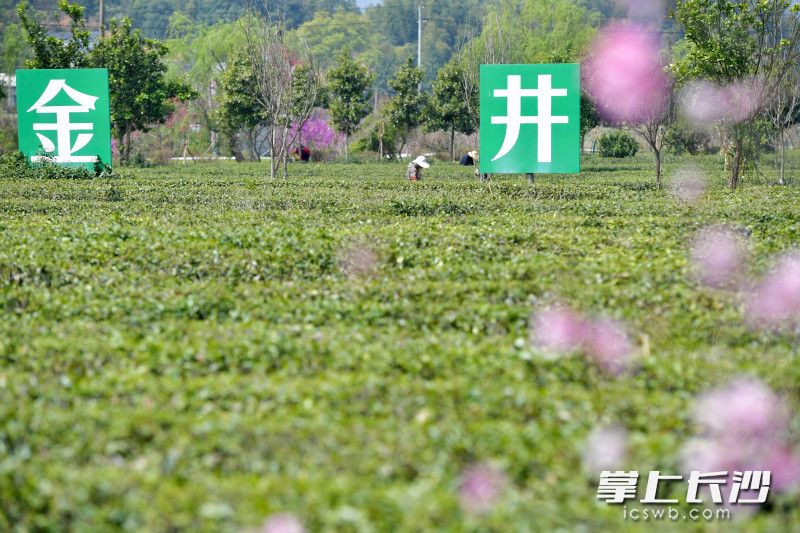 湖南长沙：春茶吐新绿 村民采茶忙_fororder_10