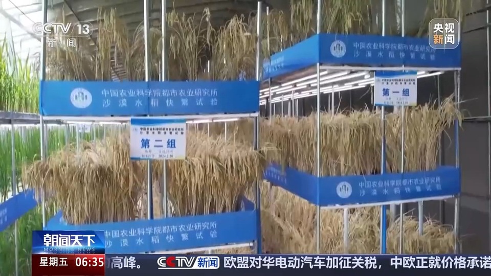 植物工厂长啥样？沙漠里能种水稻？揭秘种菜“黑科技”