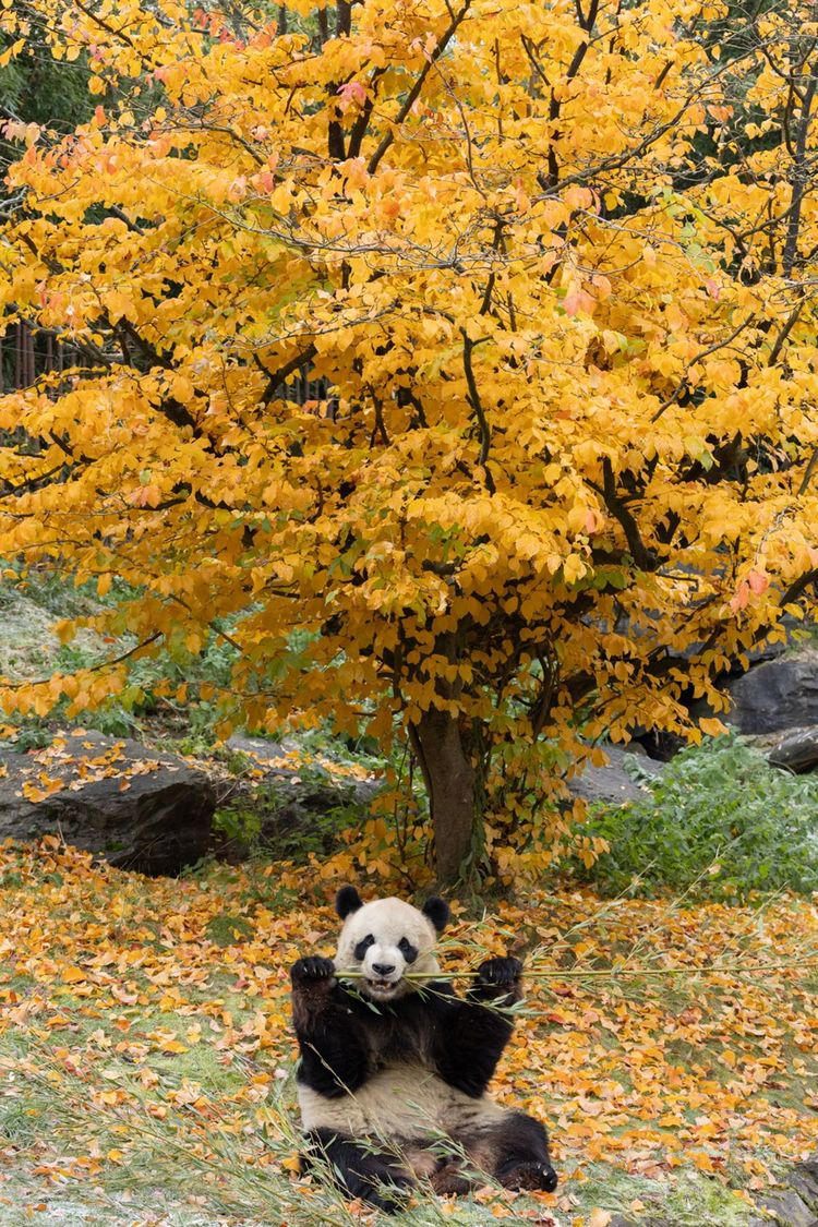资讯有故事｜旅比大熊猫的饲养员刘洋：“我对它们产生了情感上的依赖和羁绊”