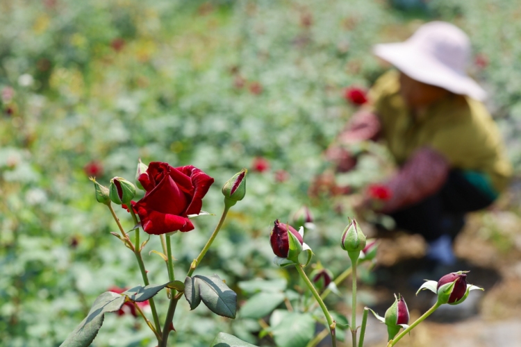 黄山市徽州区：玫瑰花开春日忙_fororder_徽州玫瑰1