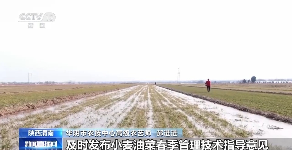 滴灌技术+农技人员指导 关中平原返青期小麦春灌作业积极推进