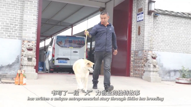After 16 Years of Dedication, Shiba Inu Breeding Boosts Rural Courtyard Economy in Dongying_fororder_微信截图_20250606152537(1)
