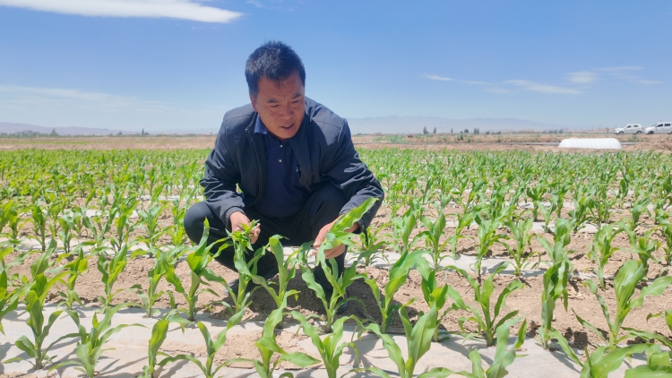 盐碱滩“蜕变”：筑牢西部生态安全屏障的景泰实践_fororder_微信图片_20250605140525