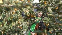 天水甘谷：硕果盈枝晃如灯 “柿”气飘香引客来