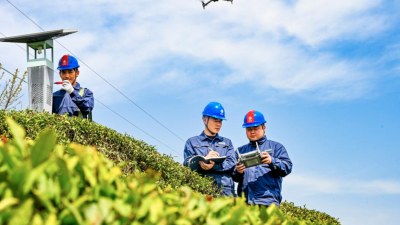 Green Power Energizes the Tea Industry in Huanggang, Hubei