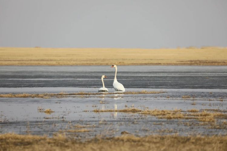 Hulunbuir: Hidden Secrets That Attract Birds_fororder_图片2