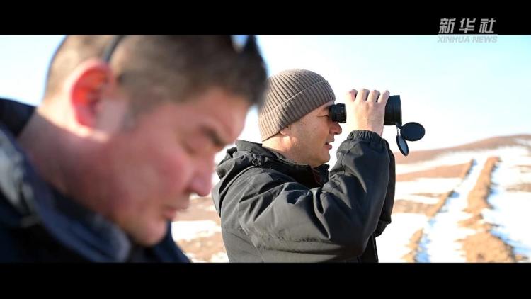 新春走基层丨旷野逐风：守护普氏野马的日与夜