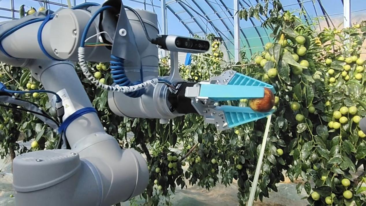 AI×スマート農業 大荔で冬ナツメの収穫ロボット「藍侠」を初めて導入_fororder_图片1212313124