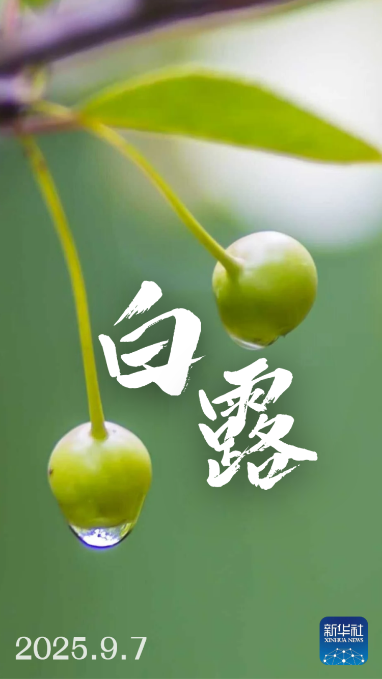 白露来了！_fororder_9