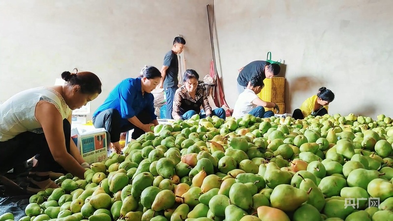 甘肃庆阳西峰区：香蕉梨“甜蜜”助农