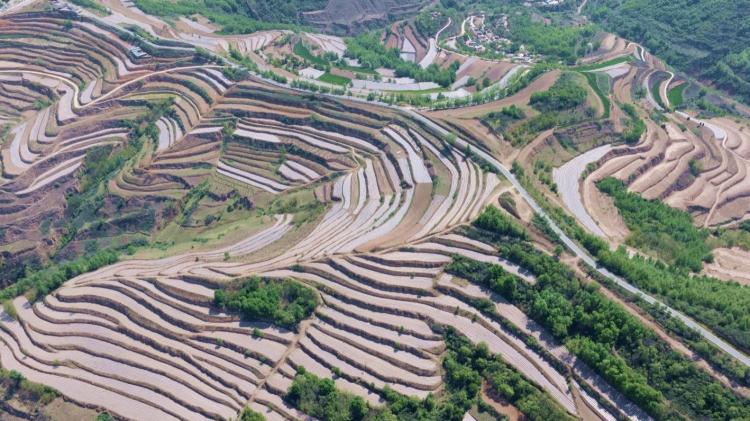 天水市秦安县王铺镇：大力推进特色农业基地建设 筑牢粮食安全防线_fororder_3