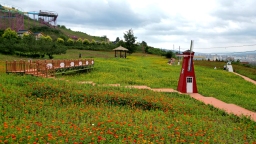 天水清水：花海打卡备受青睐 乡村旅游热度上升