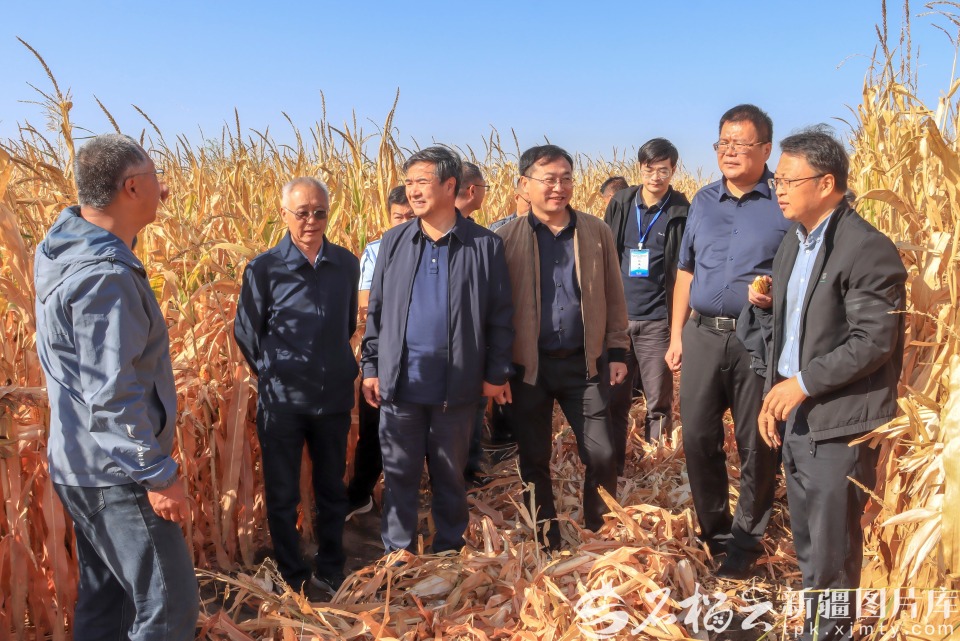 从“白色荒漠”到“金色粮仓” 新疆重度盐碱耕地实现亩产“吨粮”