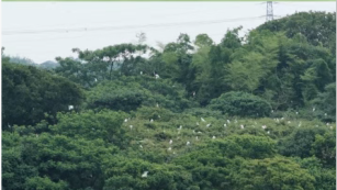 Glossy Ibises, the "Rainbow of Wetlands", Appear at Poyang Lake in Yongxiu_fororder_6ecdc9d5bd15634c9c91c107c6e545d8