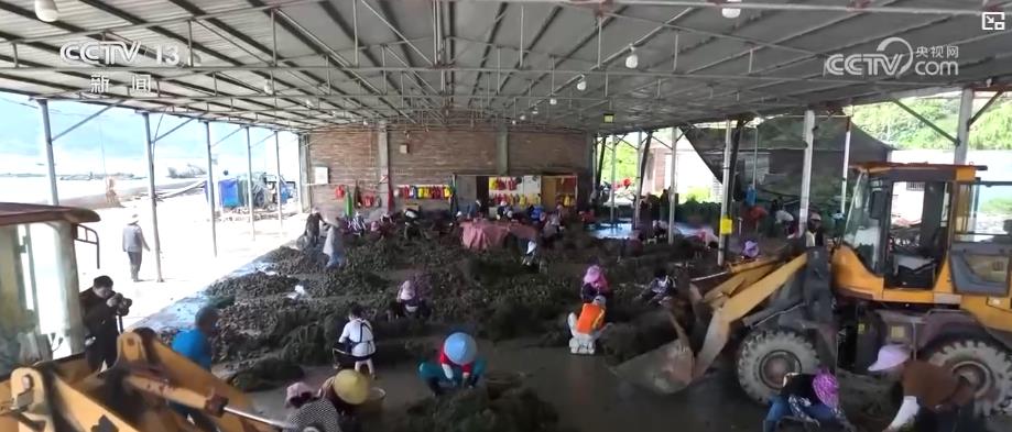 “海上牧场”迎丰收季：特色养殖助力渔民增收致富