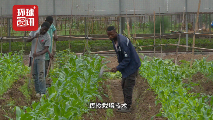 从技术引进到人才培养 中国与刚果（布）农业合作成果丰硕